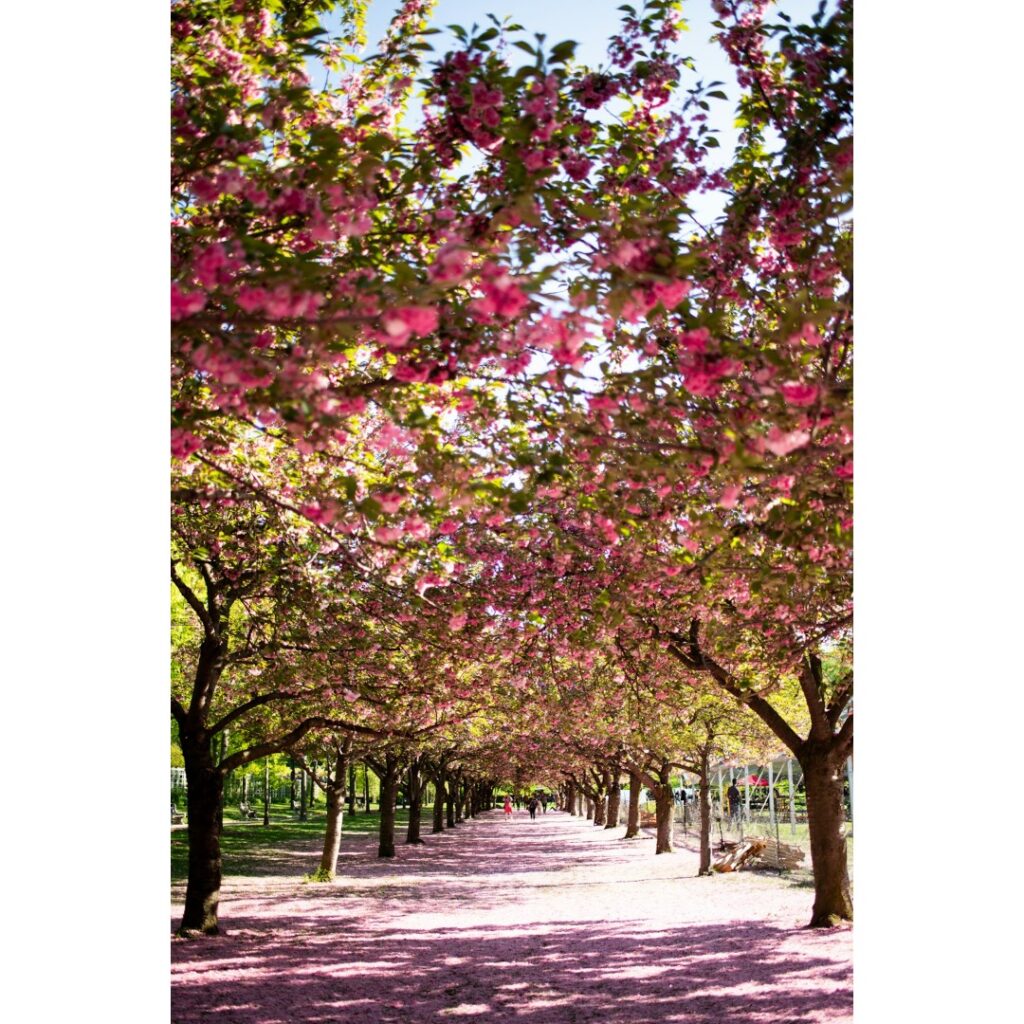 The beauty of Central Park