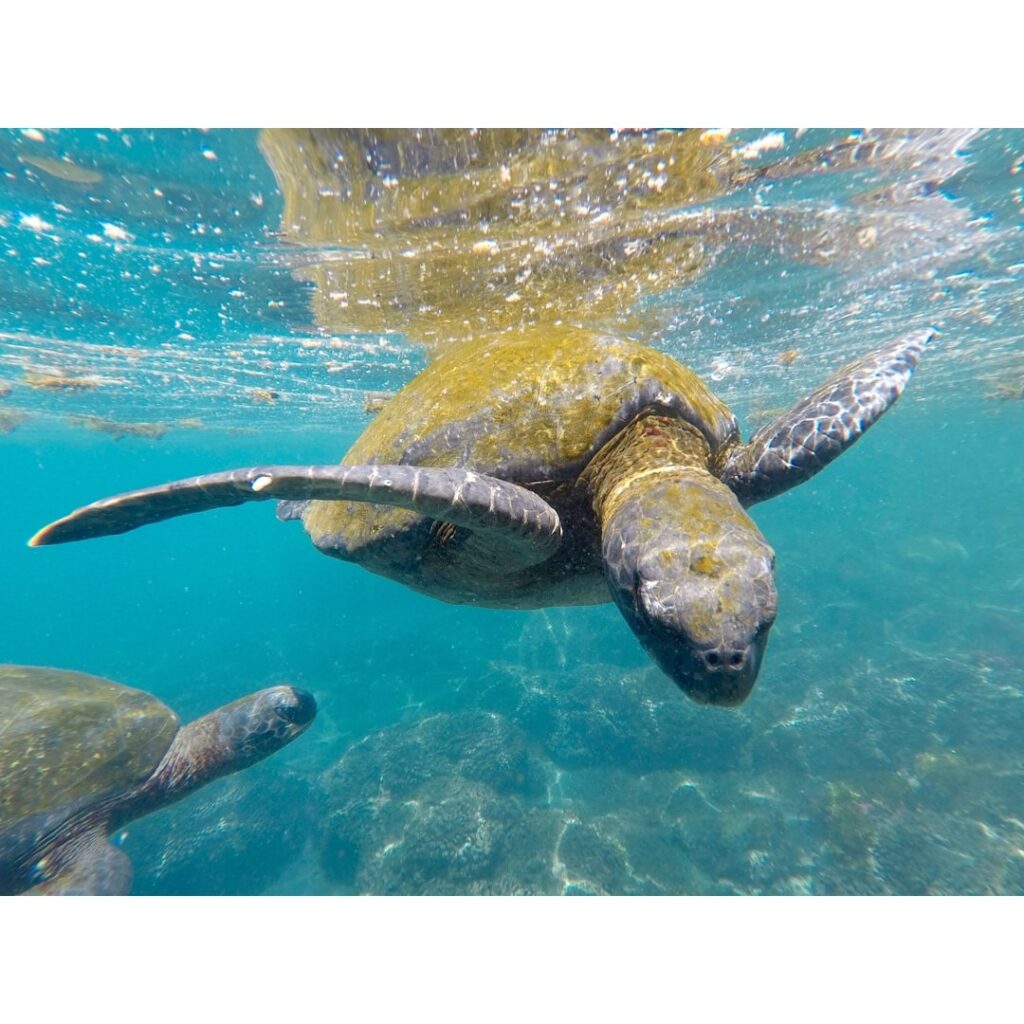 Big Island snorkeling with turtles during your Hawaii vacation.