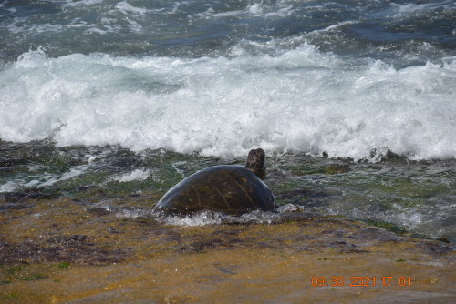 Turtles can be seen during your under water adventures in Maui.