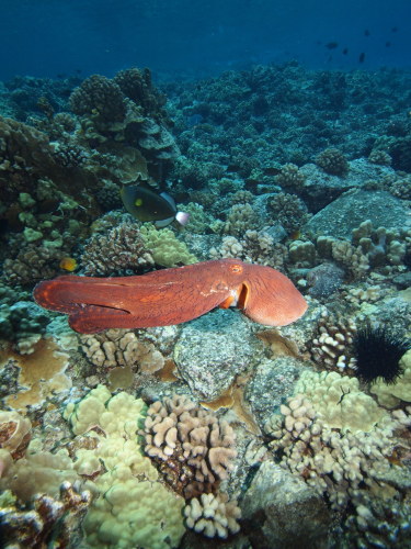 Snorkeling in Maui will expose you to beautiful coral reefs.