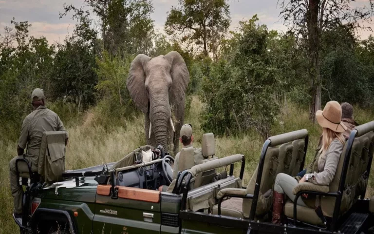 African Safari To Fulfill Your Wanderlust