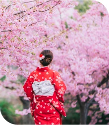 Japan's Cherry Blossom