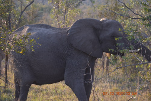 Elephant in one of Africa nature reserves


