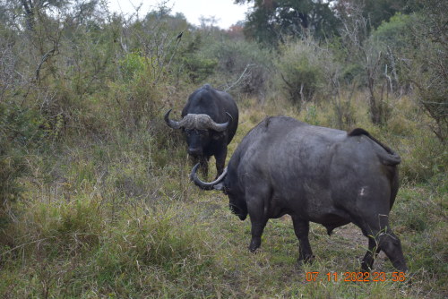 Buffalo in one of Africa nature reserves
