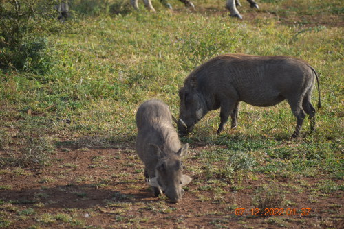 Wild hogs in Africa nature reserves of Kruger Park