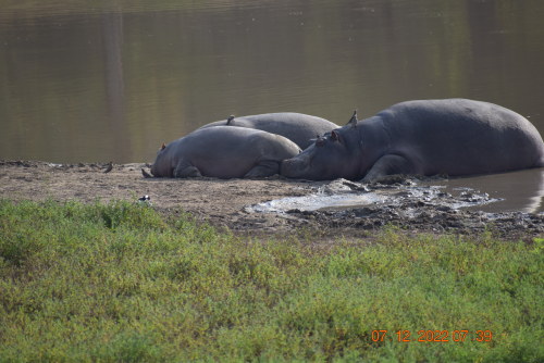 African wildlife in nature reserves of South Afica.