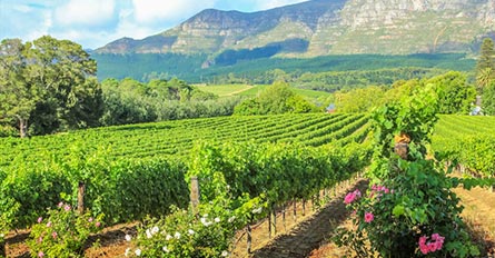 Africa tour packages to wine country