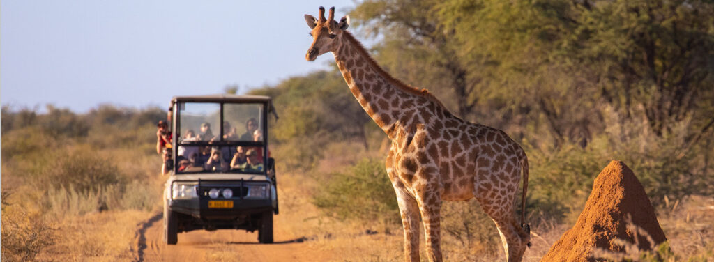 Africa tour packages should include Kruger National Park