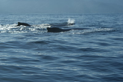 Puerto Vallarta the gem of Mexico whale watching.