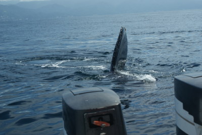 Puerto Vallarta the gem of Mexico whale watching.