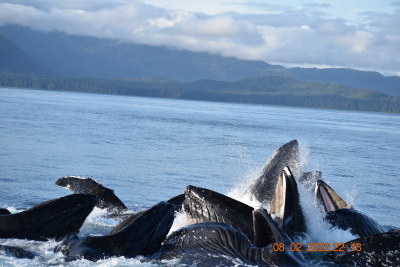 Whale watching