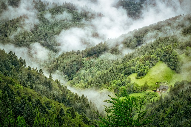 Black Forest in Germany