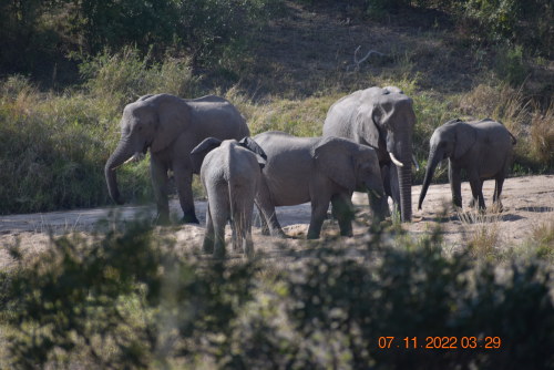 We saw herds of elephants during our Kruger National Park South Africa safari.