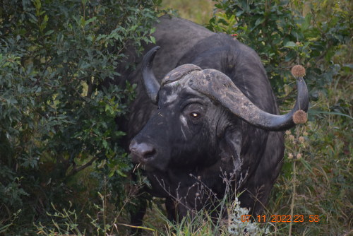 African wildlife like the Leopard and Rhino are not always easy to spot.