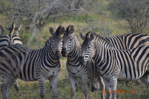 During my African wildlife safari, I saw zebras.