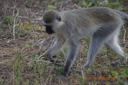 Monkeys are part of the African wildlife