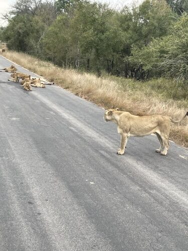 My best safari experience was witnessing a lion and her cubs.