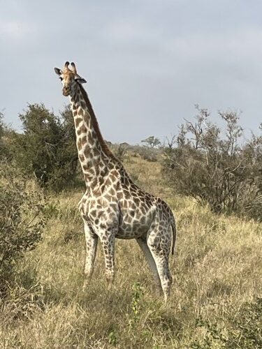 A giraffe elegantly striding across the plains during my Kruger National Park South Africa safari.