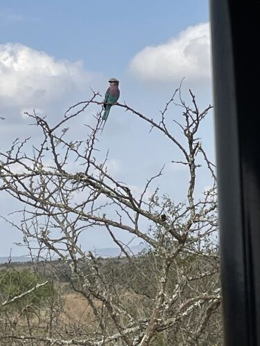 Kruger is a paradise for bird lovers.