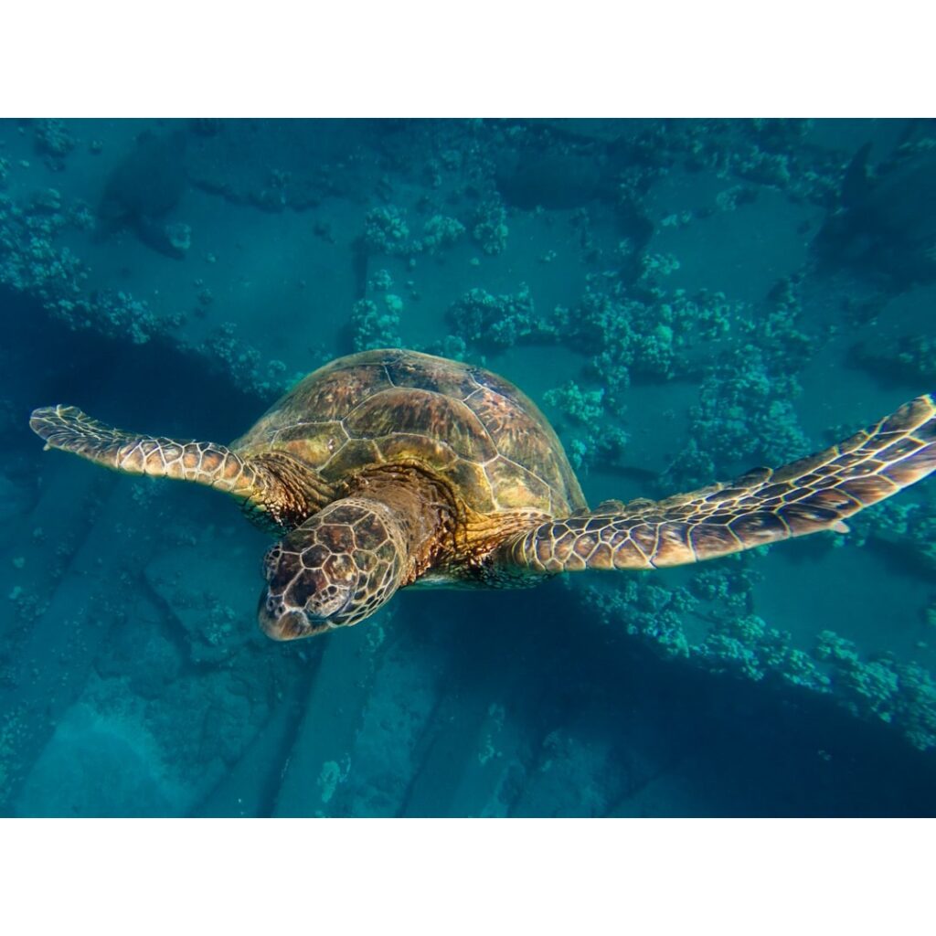 Swimming with turtles during your tropical getaway is part of your dream escape.