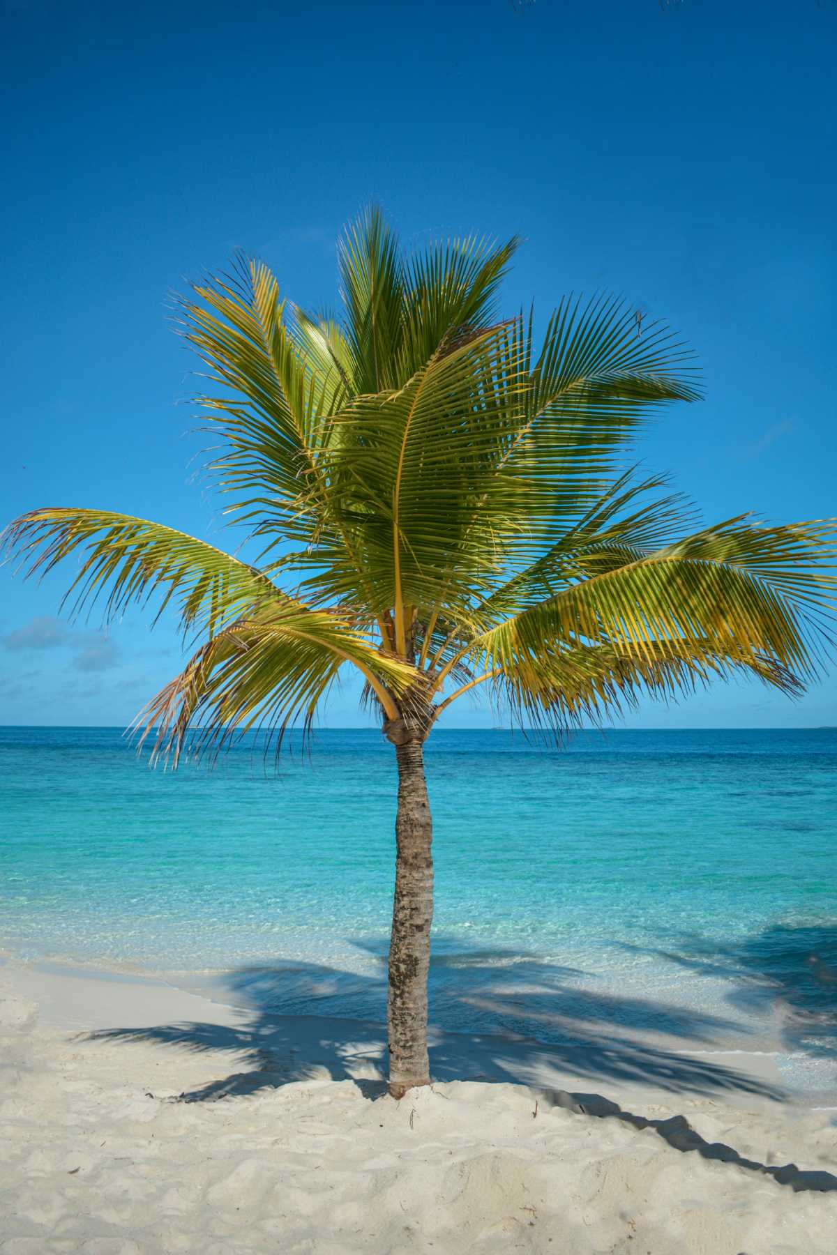 Pristine Caribbean Beach