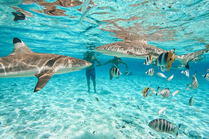 Snorkeling in Bora Bora