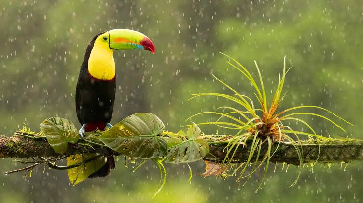 Costa Rica Toucan Wildlife