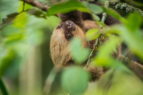 Costa Rica Wildlife